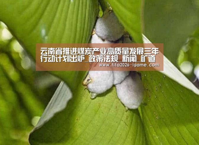 云南省推进煤炭产业高质量发展三年行动计划出炉_政策法规_新闻_矿道网_APP入口(图2) APP入口